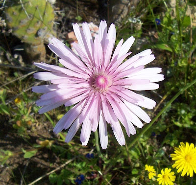 Radicchiella rosea Radicchiella rosea