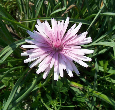 Radicchiella rosea Radicchiella rosea