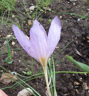 Crocus thomasii Ten.