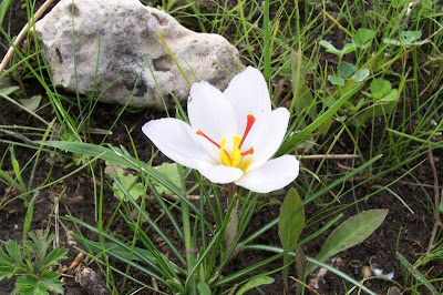 Thomas crocus