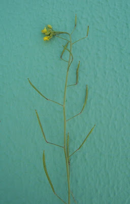 Jaramago silvestre