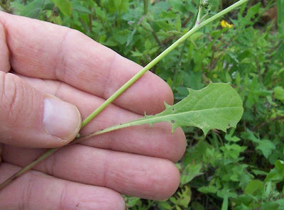 Radicchiella rosea Radicchiella rosea