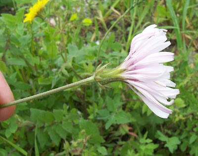 Radicchiella rosea Radicchiella rosea