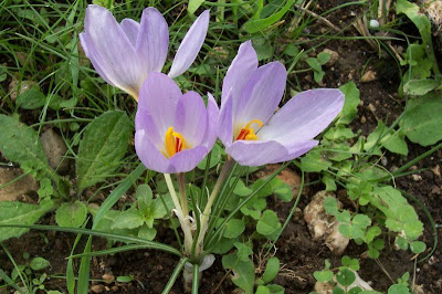 Thomas crocus