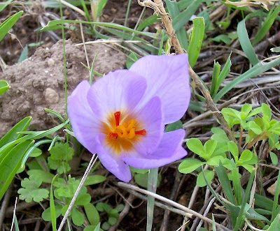 Thomas crocus