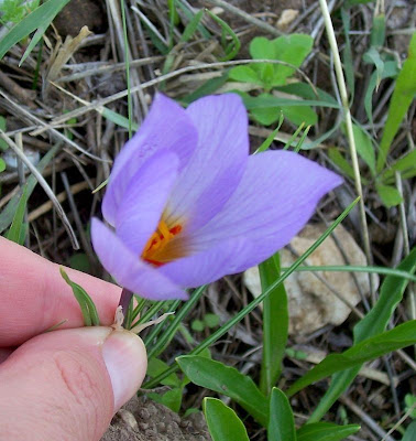 Thomas crocus