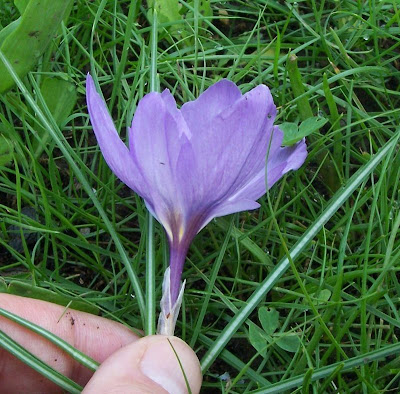 Thomas crocus