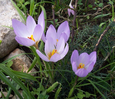 Thomas crocus