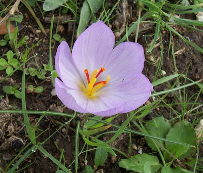 Thomas crocus