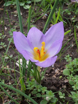 Thomas crocus