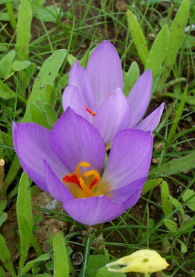 Thomas crocus