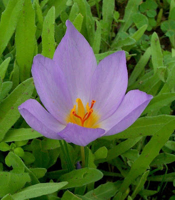 Crocus thomasii Ten.