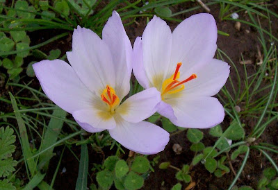 Crocus thomasii Ten.