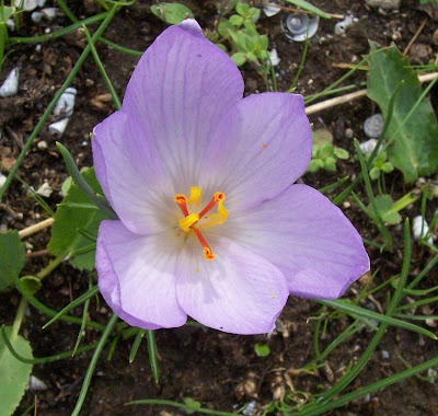 Crocus thomasii Ten.