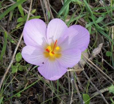 Crocus thomasii Ten.