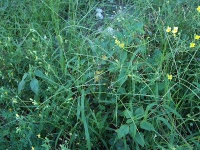 Hairy crab grass