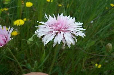 Radicchiella rosea Radicchiella rosea