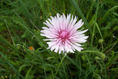 Radicchiella rosea Radicchiella rosea
