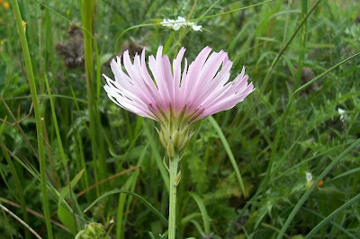Radicchiella rosea Radicchiella rosea
