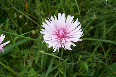 Radicchiella rosea Radicchiella rosea