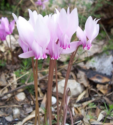 Neaopolitanisches Alpenveilchen