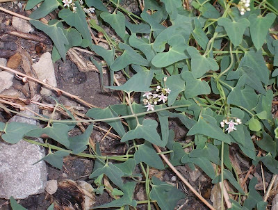 Cynanchum acutum L.