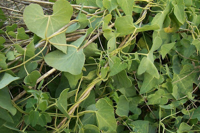 Cynanchum acutum L.