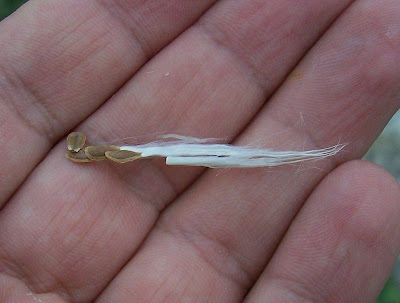 Crisciola Crisciola
