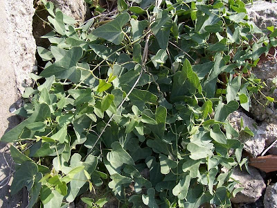 Crisciola Crisciola