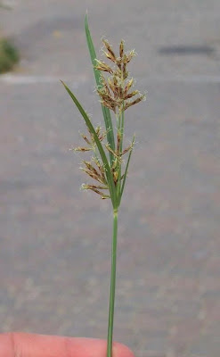Cyperus rotundus,
alho-bravo,
capim-alho,
capim-dand&aacute;,
casta&ntilde;uela,
chaguan humatag,
coco-grass,
cocograss,
coquito,
juncia,
jun&ccedil;a,
kili'o'opu,
nut sedge,
nut-grass,
nutgrass,
pakopako,
purple nut sedge,
purple nutsedge