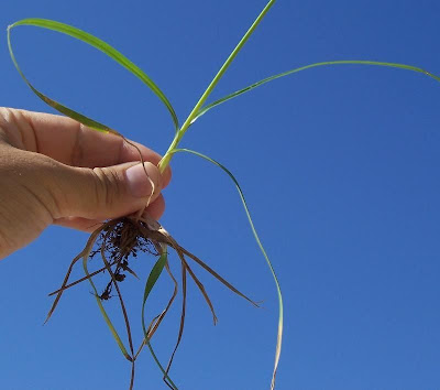 Cyperus rotundus,
alho-bravo,
capim-alho,
capim-dand&aacute;,
casta&ntilde;uela,
chaguan humatag,
coco-grass,
cocograss,
coquito,
juncia,
jun&ccedil;a,
kili'o'opu,
nut sedge,
nut-grass,
nutgrass,
pakopako,
purple nut sedge,
purple nutsedge