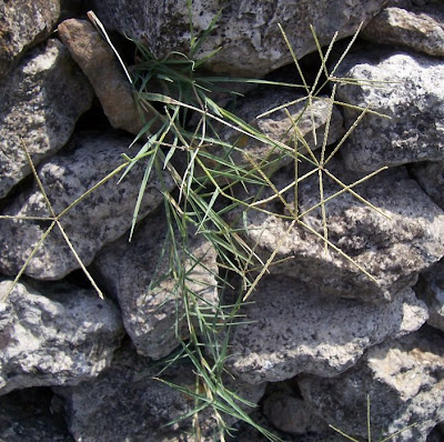Bermuda grass Bermuda grass