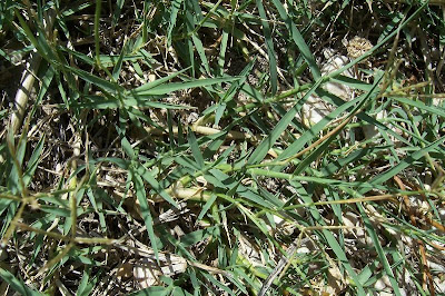 Bermuda grass Bermuda grass
