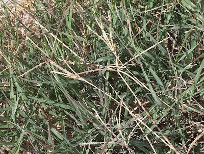 Bermuda grass Bermuda grass
