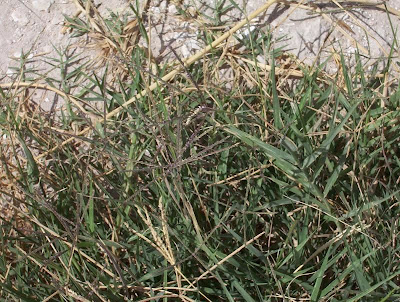 Bermuda grass Bermuda grass