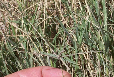 Bermuda grass Bermuda grass