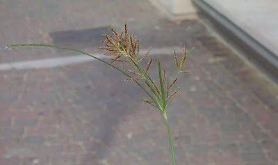 Cyperus rotundus,
alho-bravo,
capim-alho,
capim-dand&aacute;,
casta&ntilde;uela,
chaguan humatag,
coco-grass,
cocograss,
coquito,
juncia,
jun&ccedil;a,
kili'o'opu,
nut sedge,
nut-grass,
nutgrass,
pakopako,
purple nut sedge,
purple nutsedge