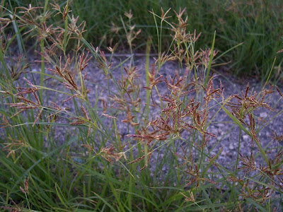 Cyperus rotundus,
alho-bravo,
capim-alho,
capim-dand&aacute;,
casta&ntilde;uela,
chaguan humatag,
coco-grass,
cocograss,
coquito,
juncia,
jun&ccedil;a,
kili'o'opu,
nut sedge,
nut-grass,
nutgrass,
pakopako,
purple nut sedge,
purple nutsedge