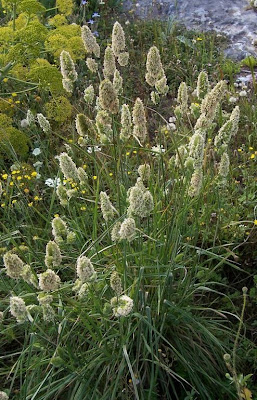 Dactylis glomerata ssp. hispanica,
,
Ascherson's Orchardgrass