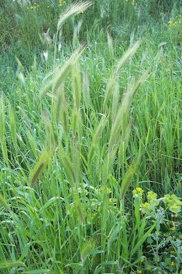 Grano villoso Grano villoso