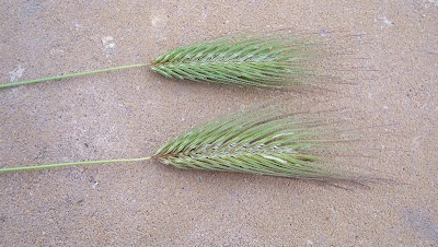 Grano villoso Grano villoso