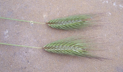 Grano villoso Grano villoso