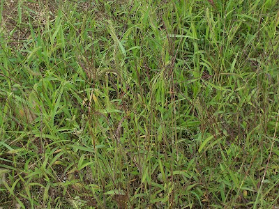 Hairy crab grass