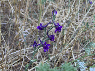Delphinium halteratum S. et S.