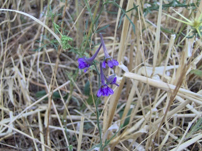 Delphinium halteratum S. et S.