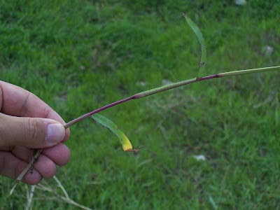 Hairy crab grass