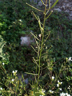 Fausse roquette