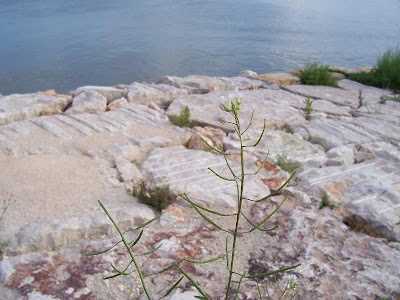 Fausse roquette