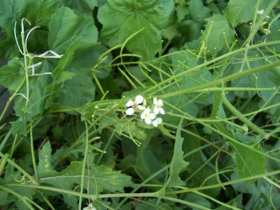 Fausse roquette