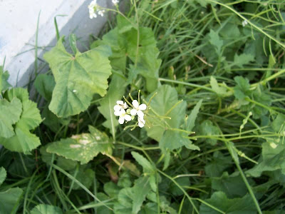 Fausse roquette